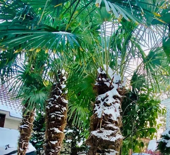 Casa De Palmas - Tiny House Alkmaar